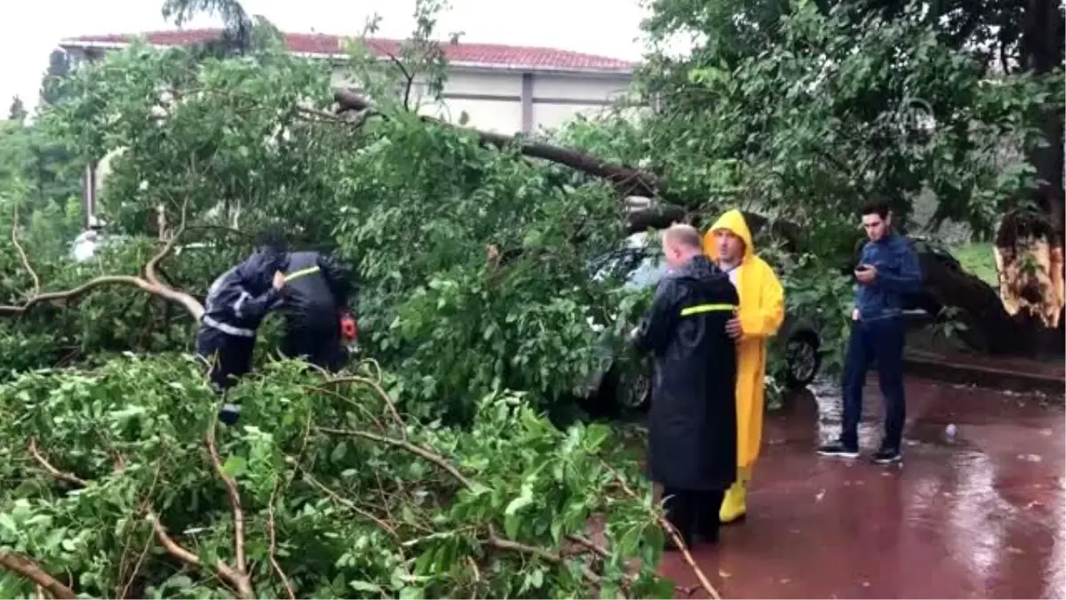 İzmit ilçesinde üzerine ağaç devrilen 4 otomobilde hasar meydana geldi