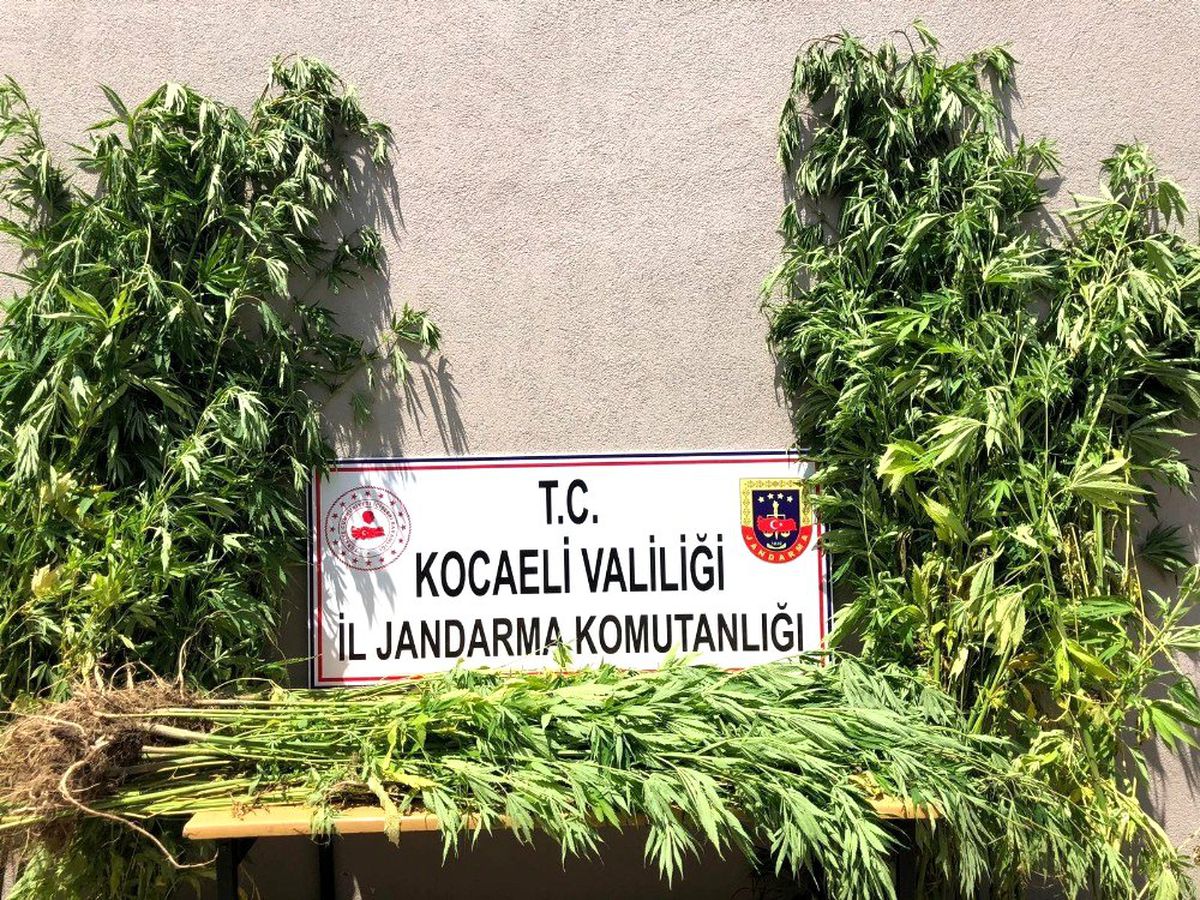 Kocaeli\'de ormanlık alanda ekili 3 bin 620 kök kenevir imha edildi
