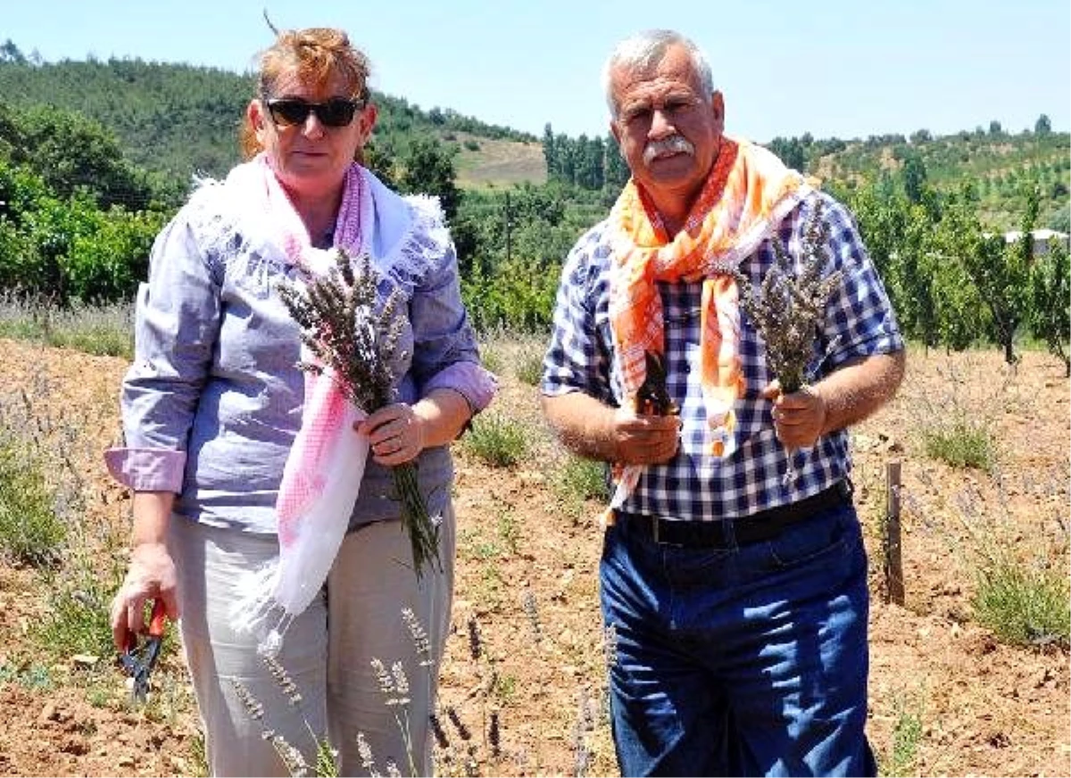 Kuruyan kirazların yerine yetiştirdikleri lavantalar yüzlerini güldürdü