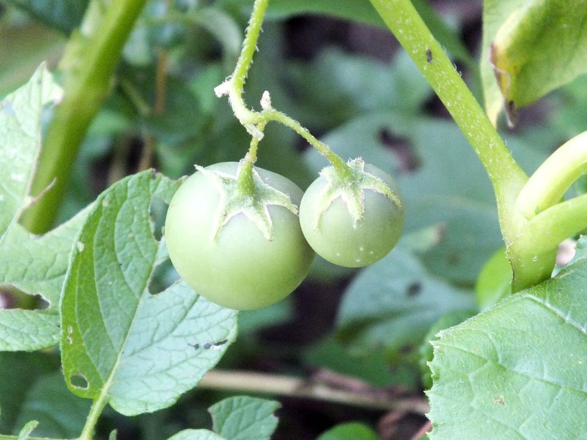 Patates ektiler domates çıktı