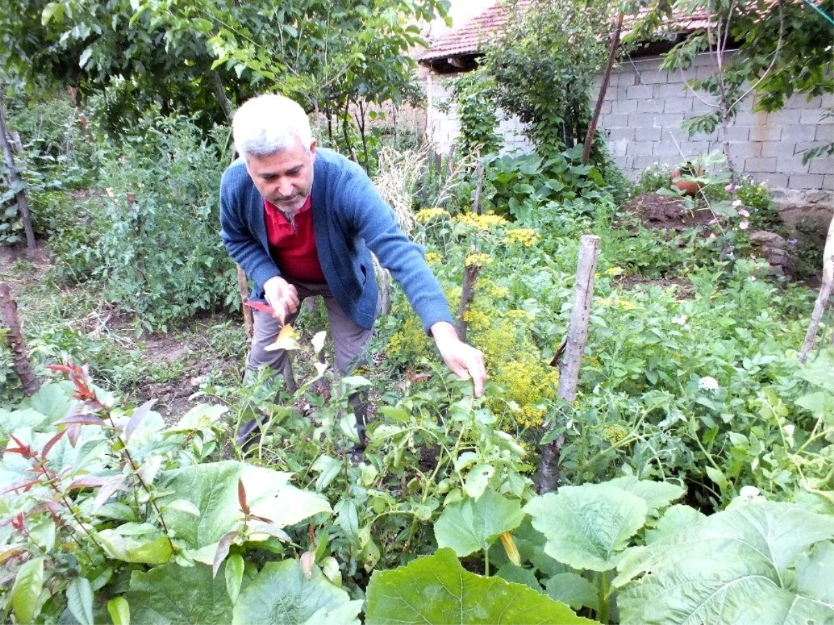 Patates ektiler domates çıktı