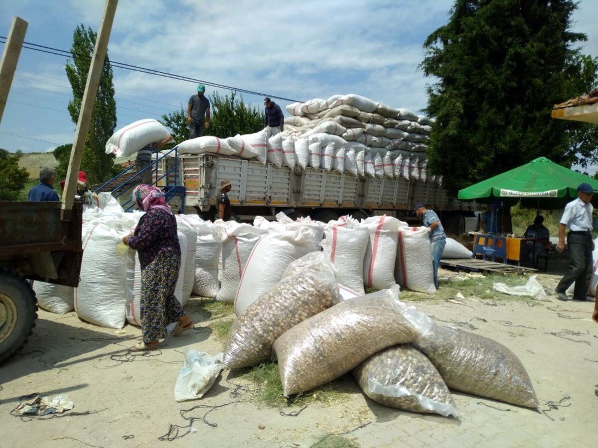 Selendi\'de haşhaş kapsülü alımları başladı