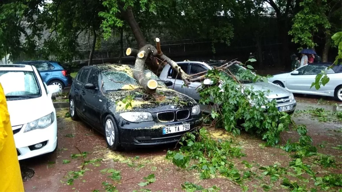 Şimşek düşen ağaç 4 otomobilin üstüne devrildi