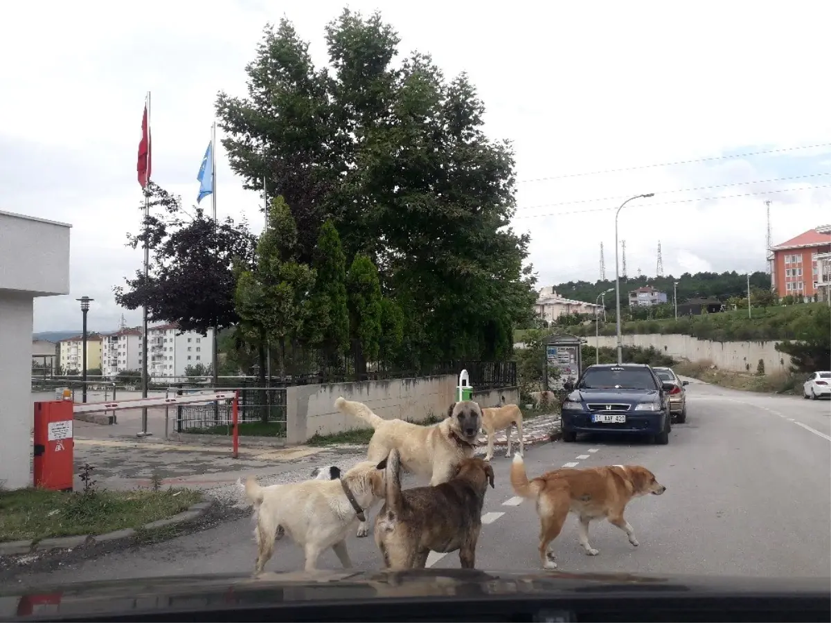 Bilecik\'te başıboş köpekler tehlike saçıyor