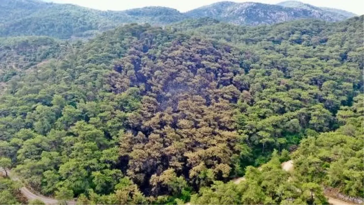 Bodrum\'da yanan alanları havadan görüntüledi