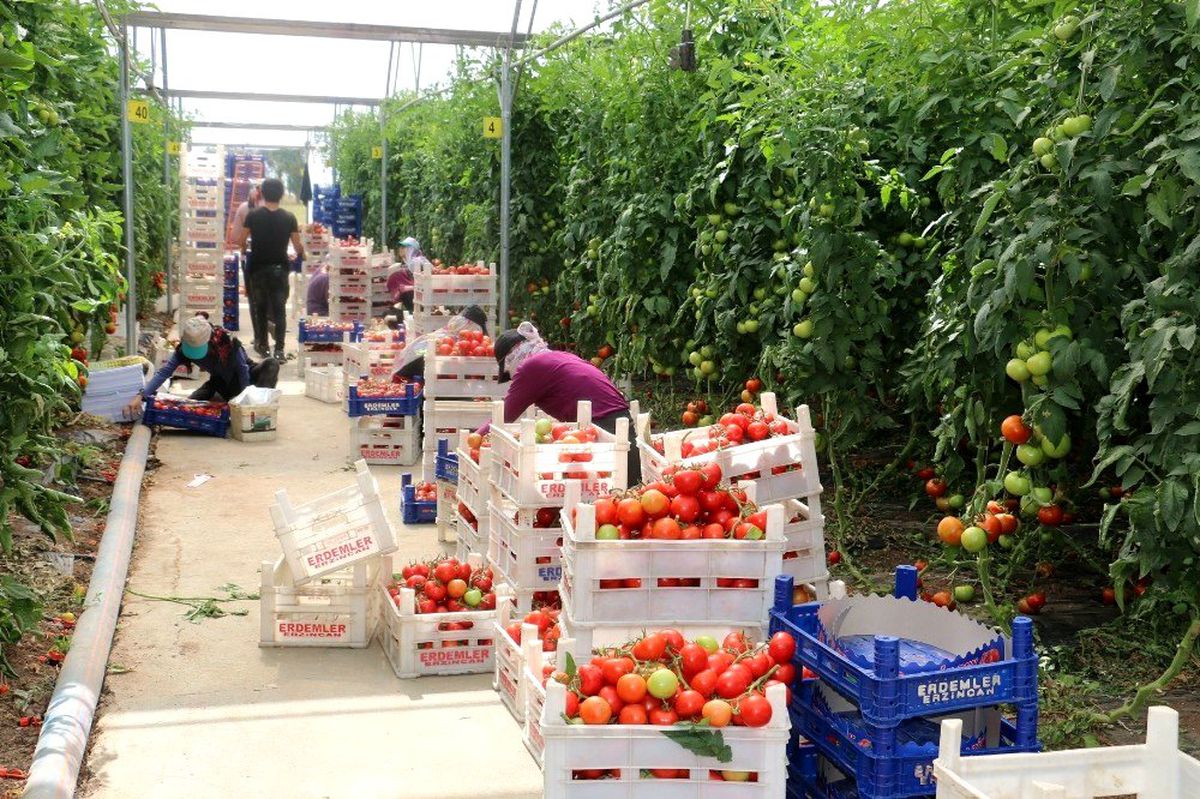 Erzincan\'da domates üretimi artıyor