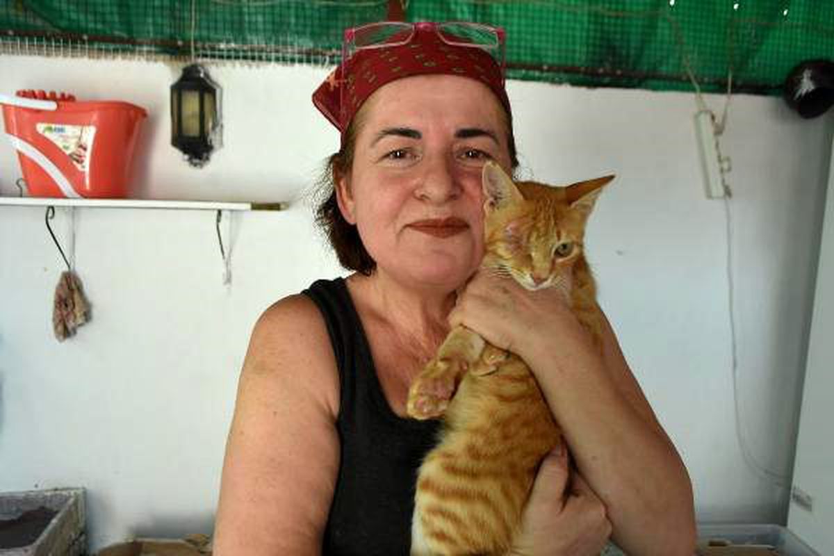 Evinde 80 kedi ile yaşıyor