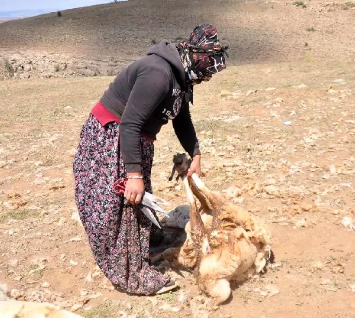 Kayseri\'de kırpılan koyunların yünleri, çeyiz oluyor