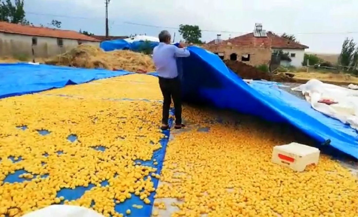 Malatya\'da sağanak yağış kayısı üreticilerini vurdu