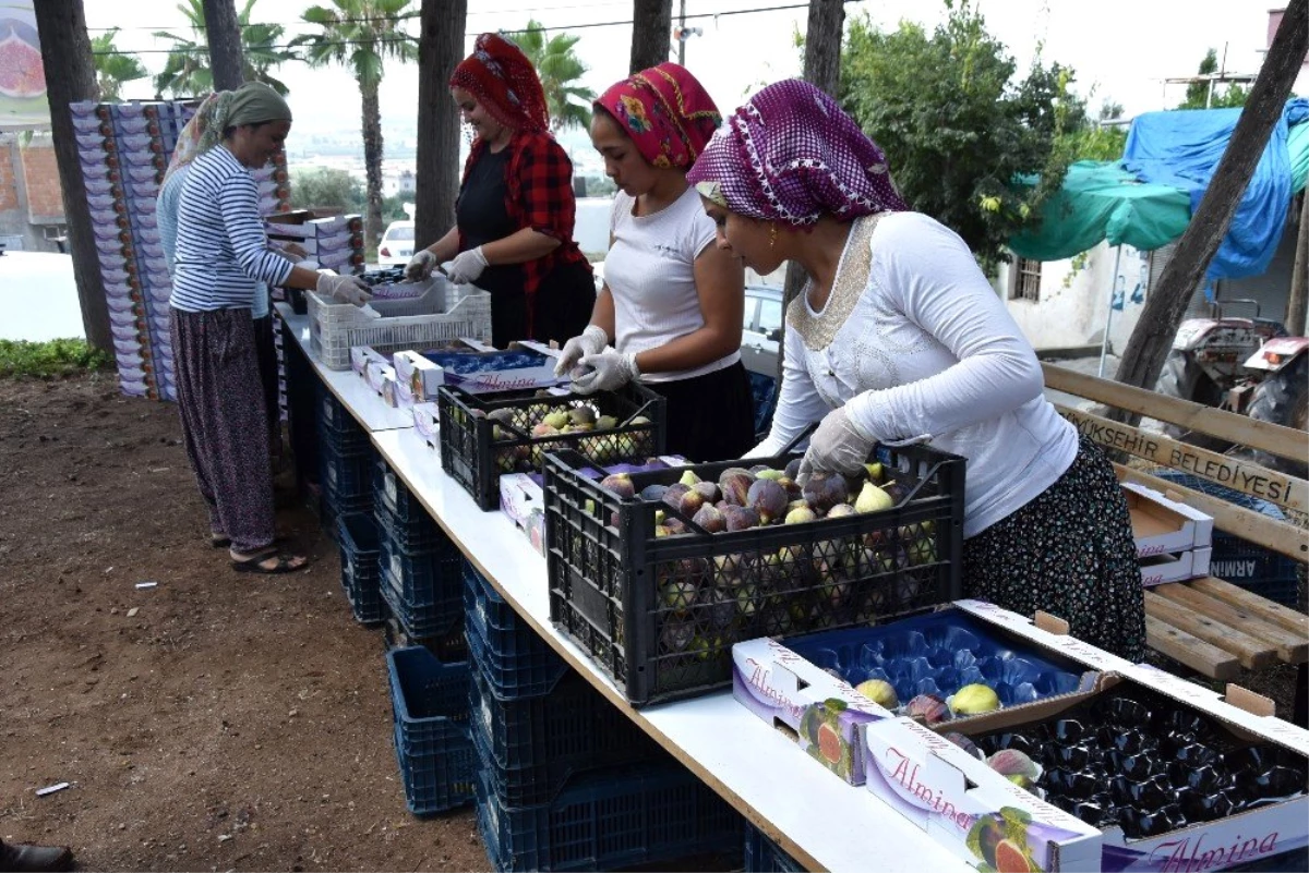 Mersin\'de yılın ilk siyah incir hasadı Bağlarbaşı\'nda başladı