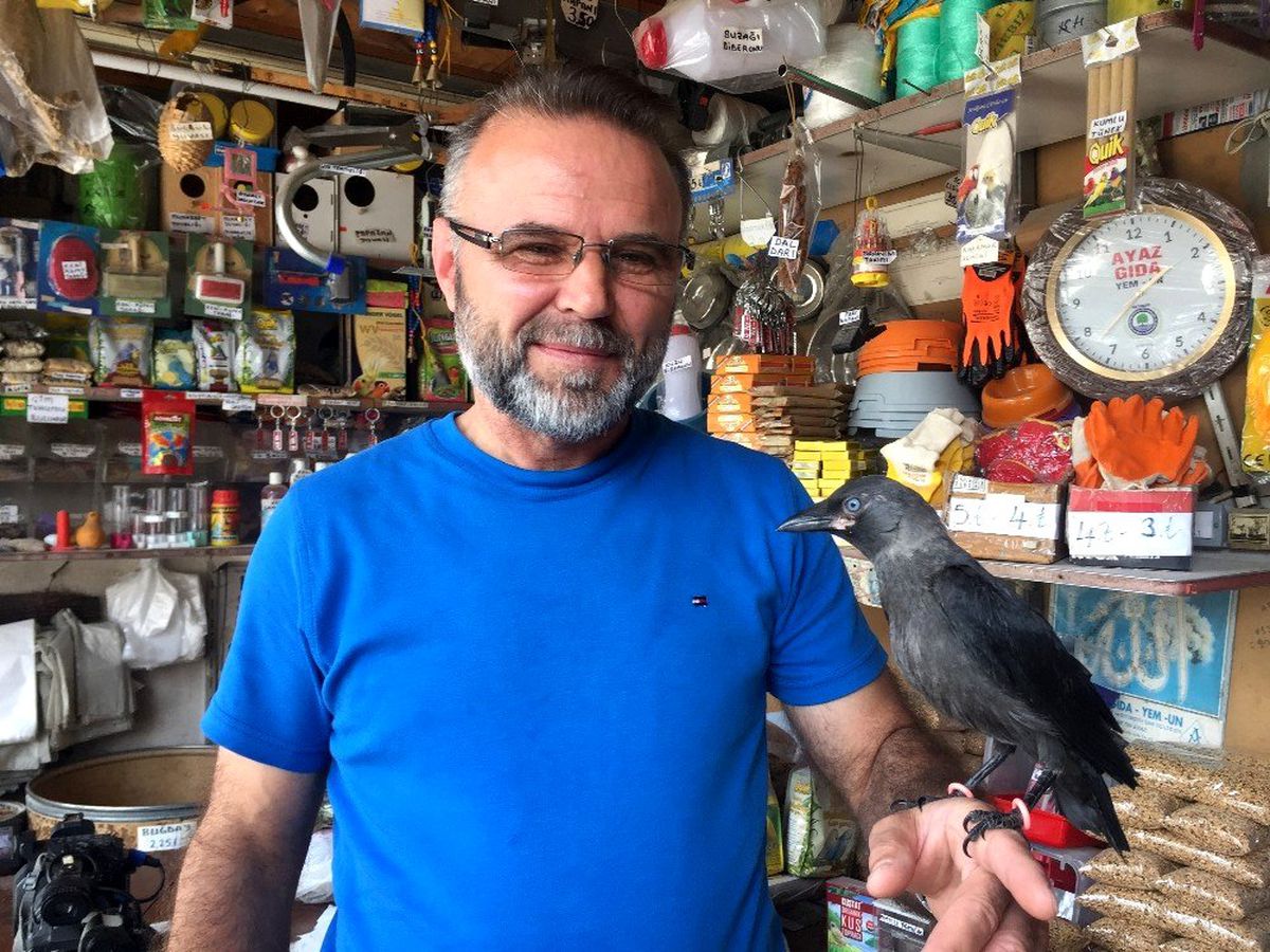 (Özel) Yuvasından düşen karga yavrusu \'Abdi\'yi 3 aydır elleriyle besliyor