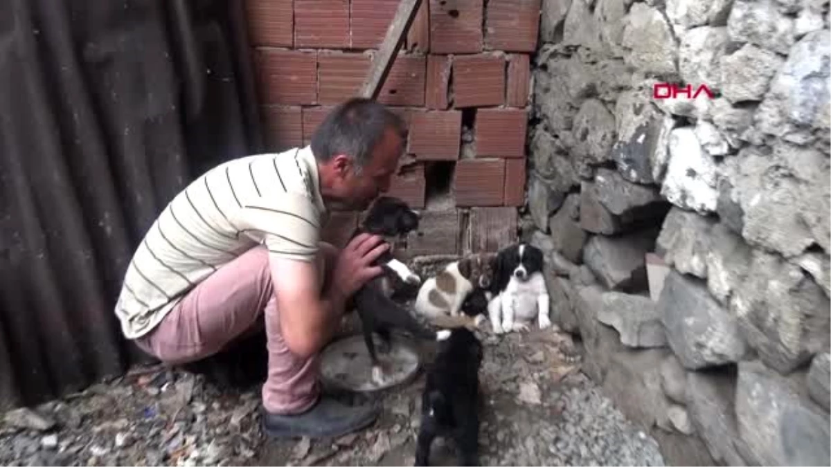 Yavru köpeği dereye atan işçiye, sokak hayvanlarına bakma cezası