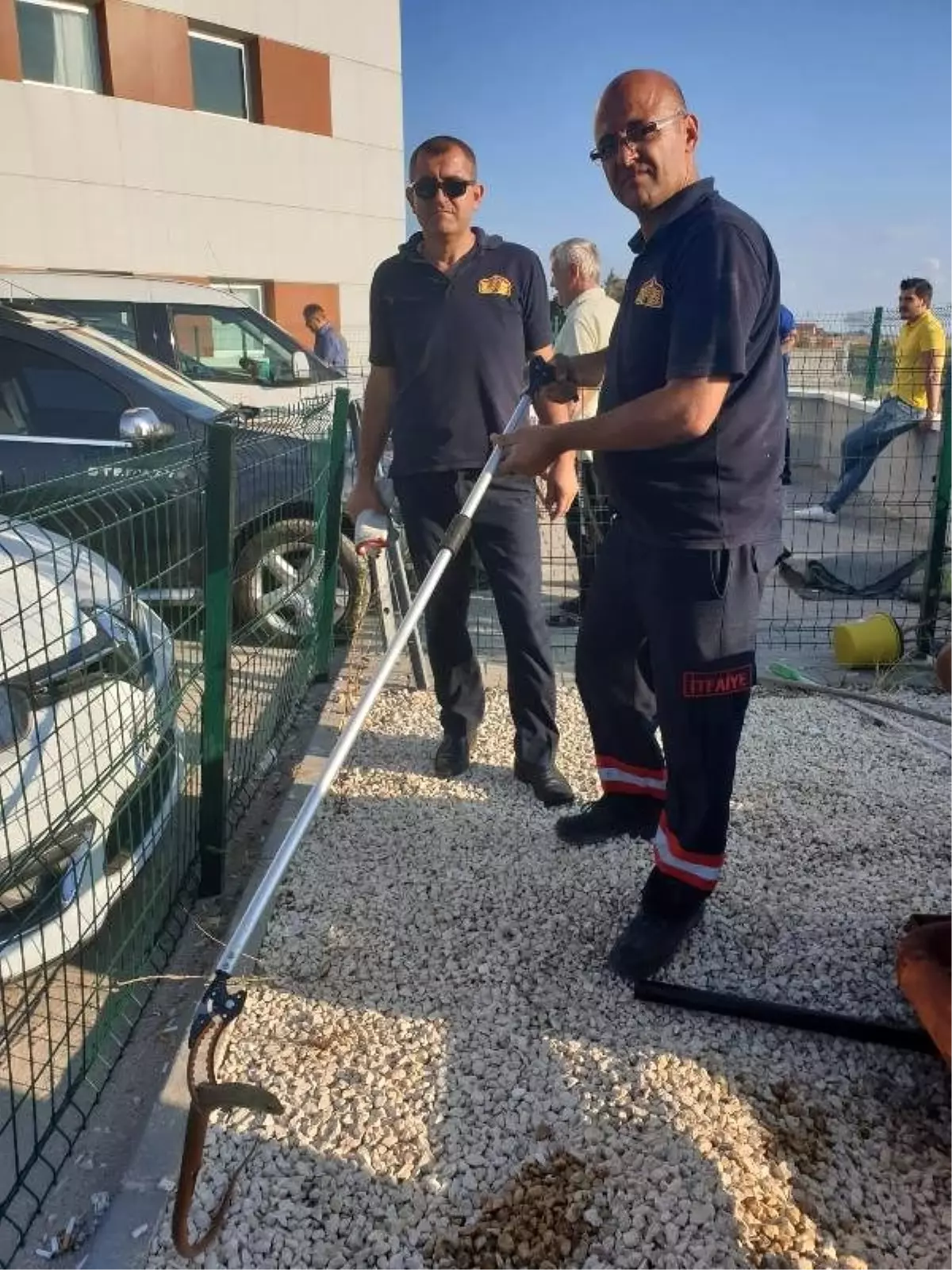 Yılan sanılan oluklu kertenkele doğaya salındı