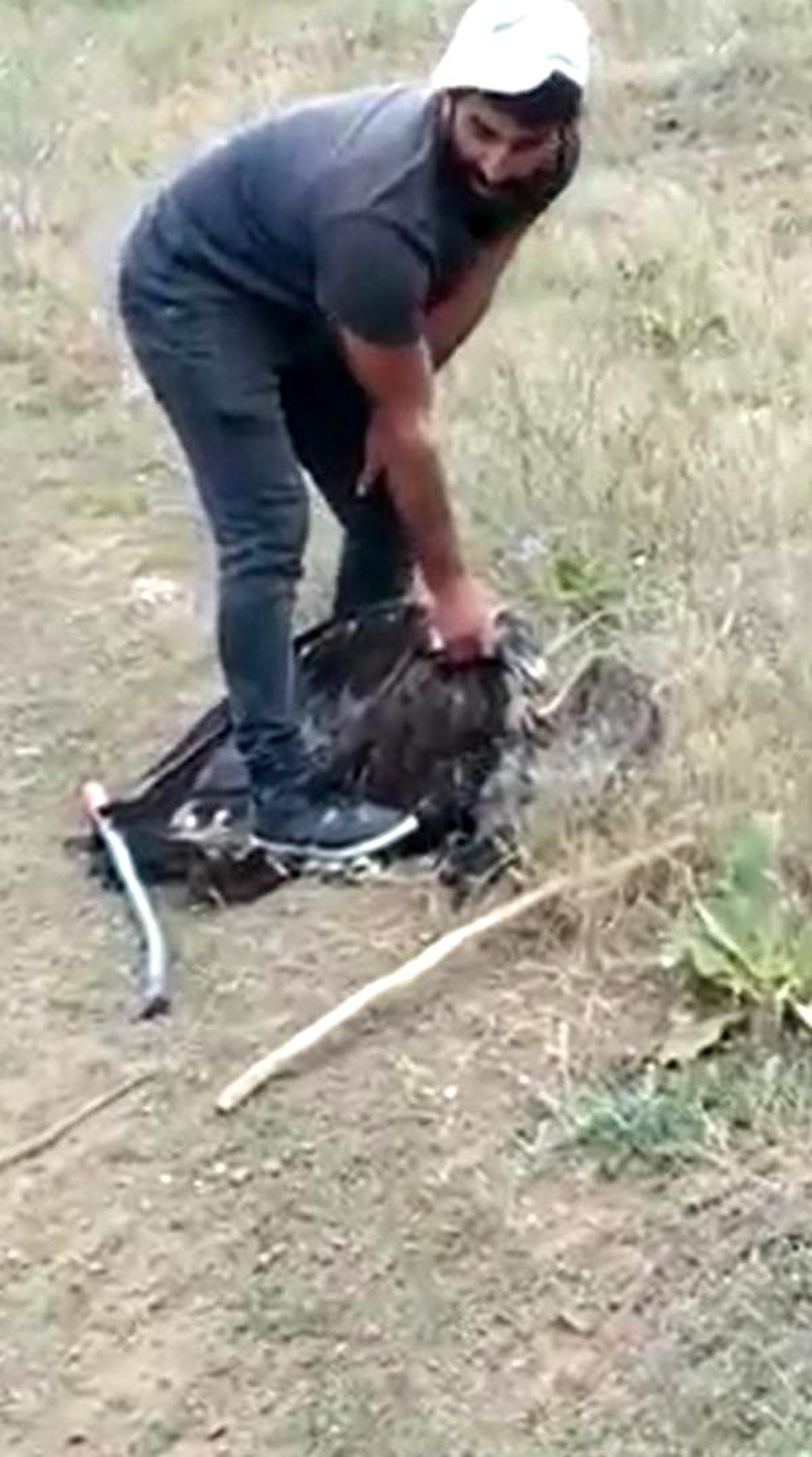Yılanın boğmaya çalıştığı kartalı kurtardılar