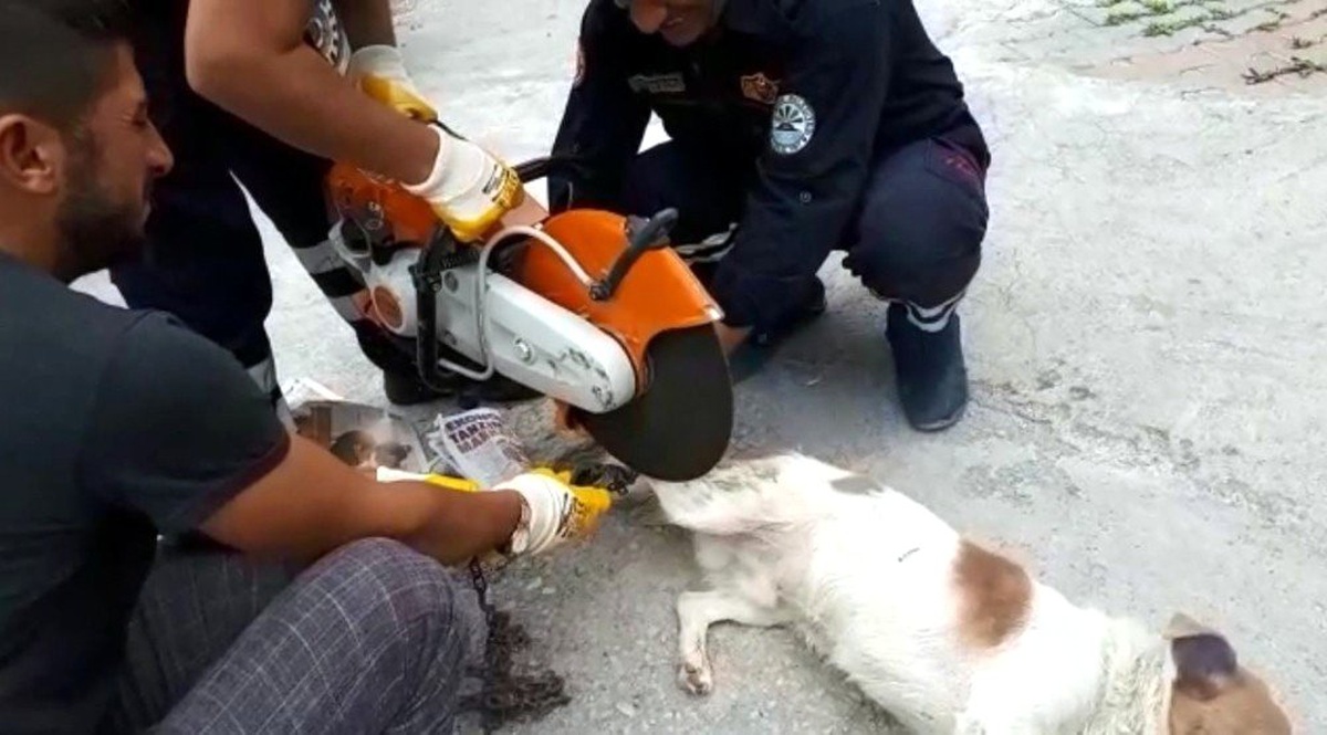 Ayağı zincire dolanan köpeği itfaiye kurtardı