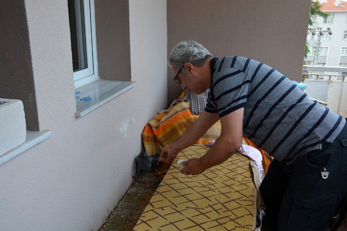 Balkonuna yuva yapan güvercinleri besliyor
