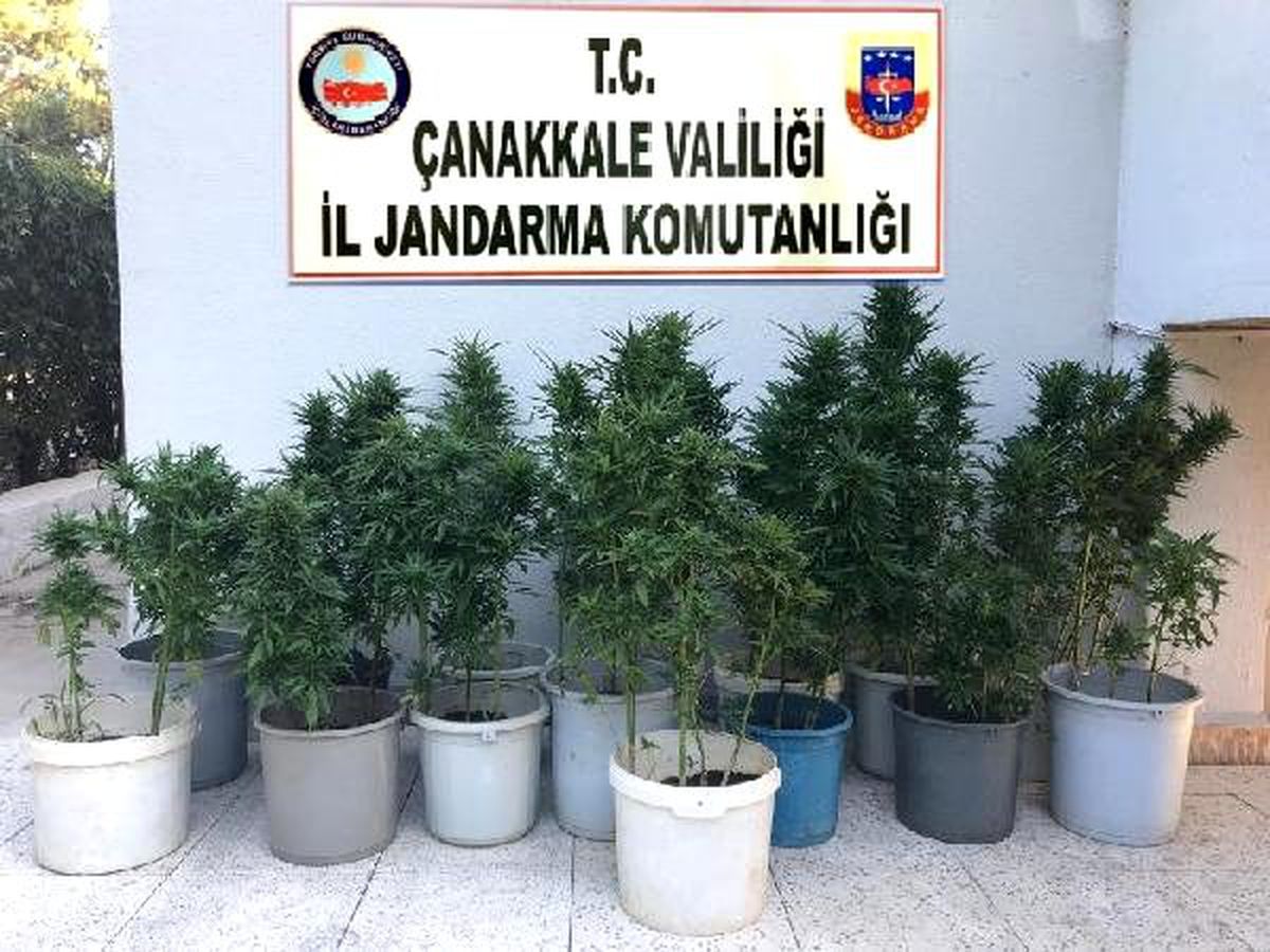 Çanakkale\'de 123 kök Hint keneviri ele geçirildi