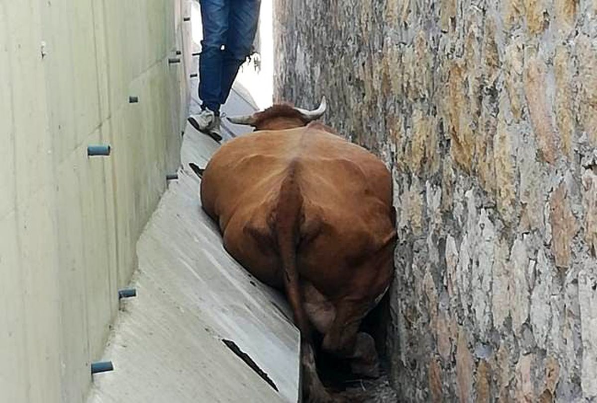 İki duvar arasına sıkışan hayvan kurtarıldı