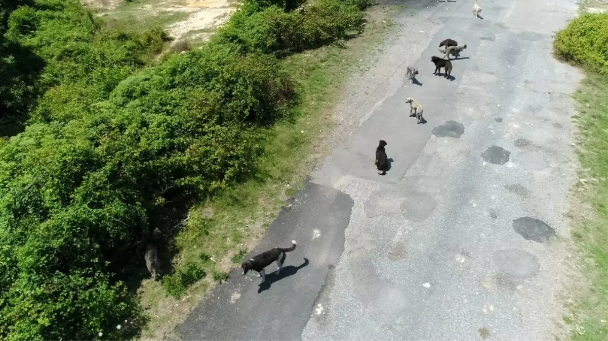 (Özel) İstanbul\'da binlerce başıboş köpeğin adeta istila ettiği köy havadan görüntülendi