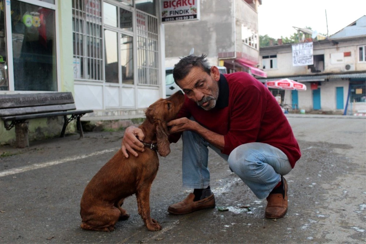 (Özel) Selde kaybolan köpeği yüzerek geldi, sevince boğuldu