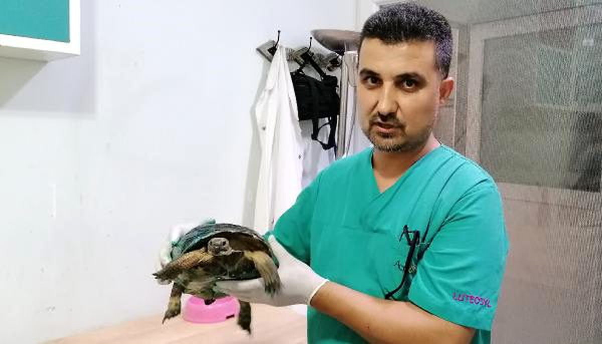 Veteriner kapısına bırakılan yaralı kaplumbağa hayata tutundu