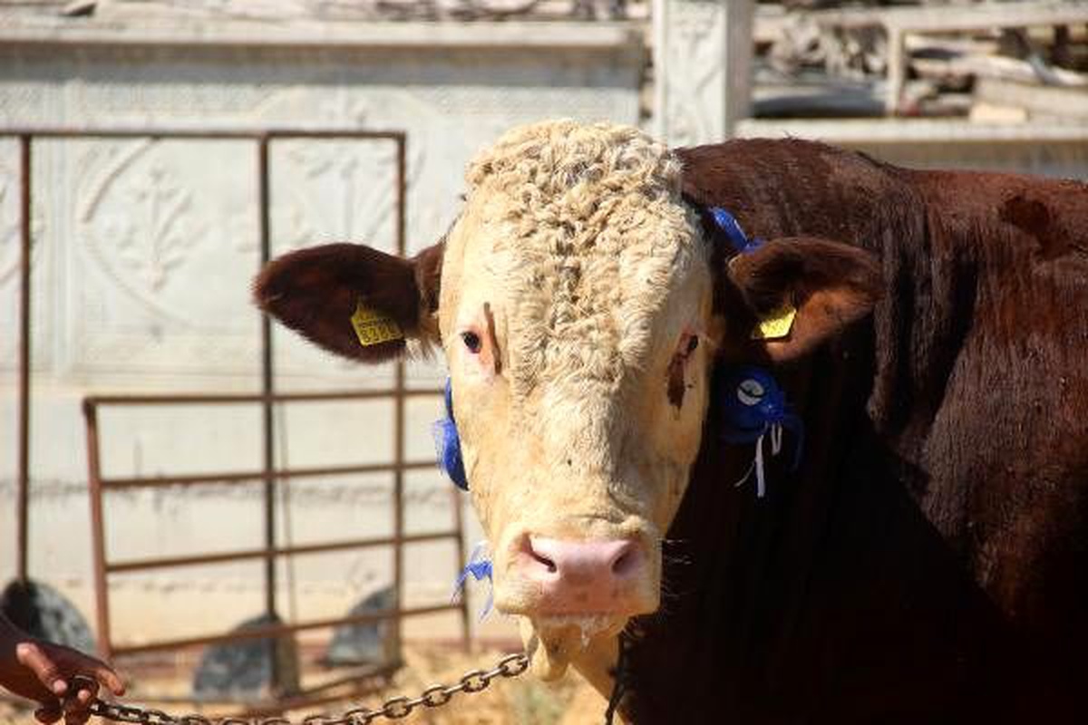 1 ton 300 kilogramlık \'Paşa\' alıcısını bekliyor