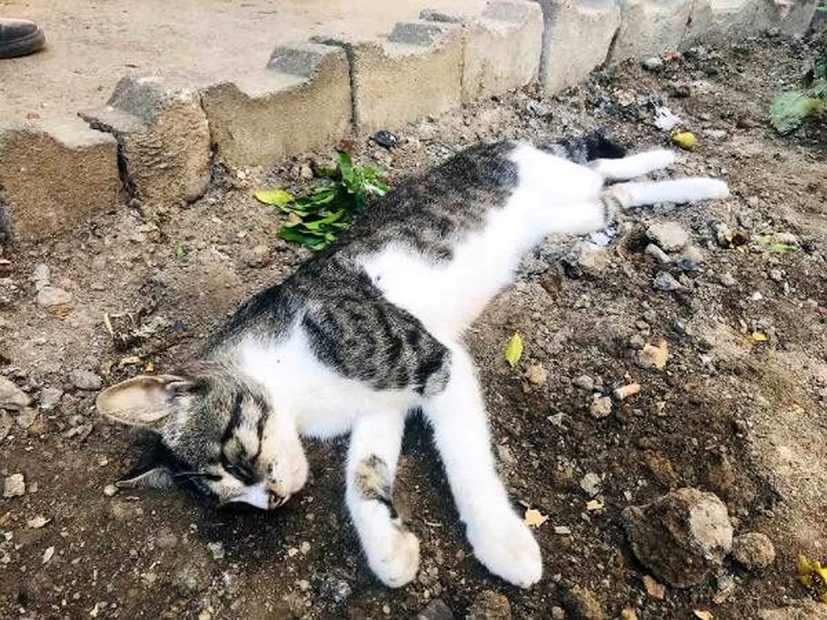 4 yıldır beslediği kedisini tüfekle vurulmuş halde ölü buldu
