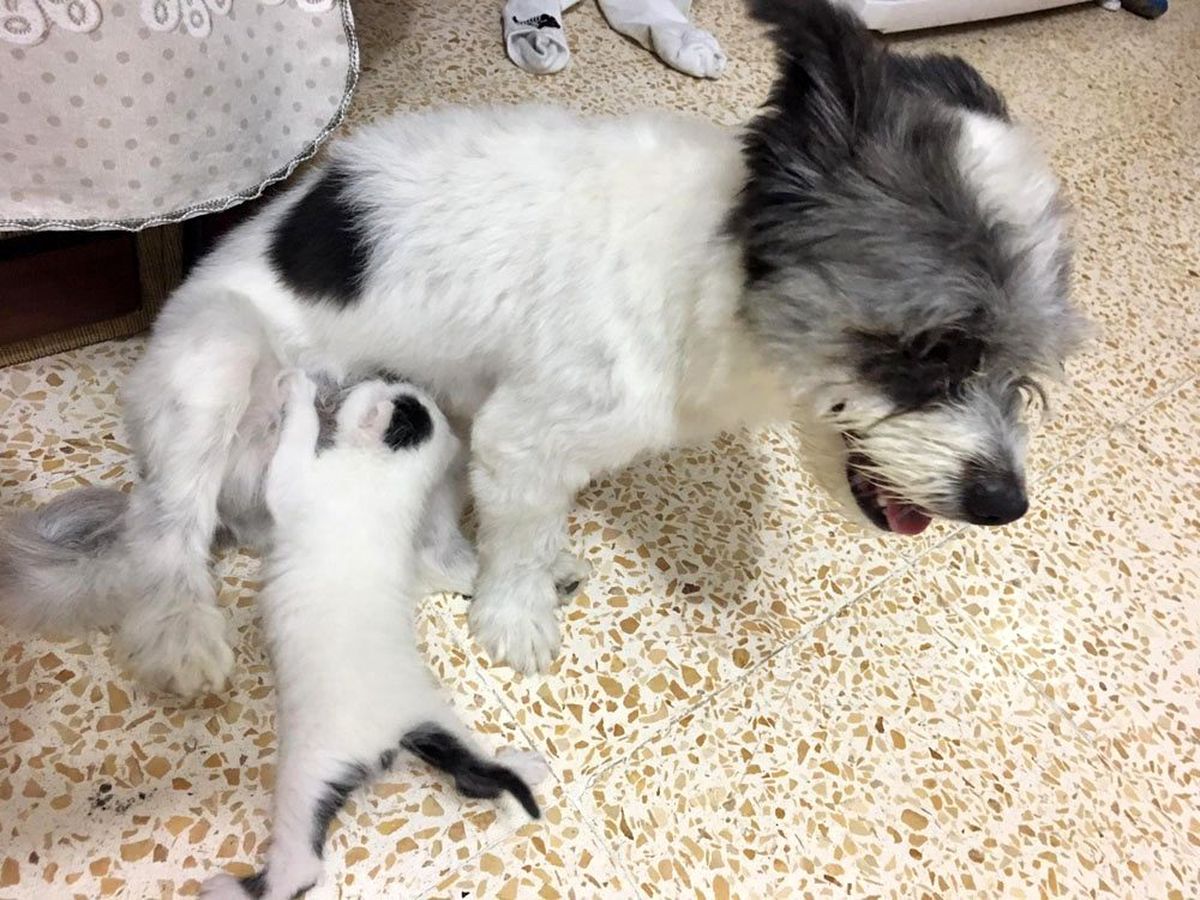 Annesiz kalan yavru kediye köpek annelik yapıyor