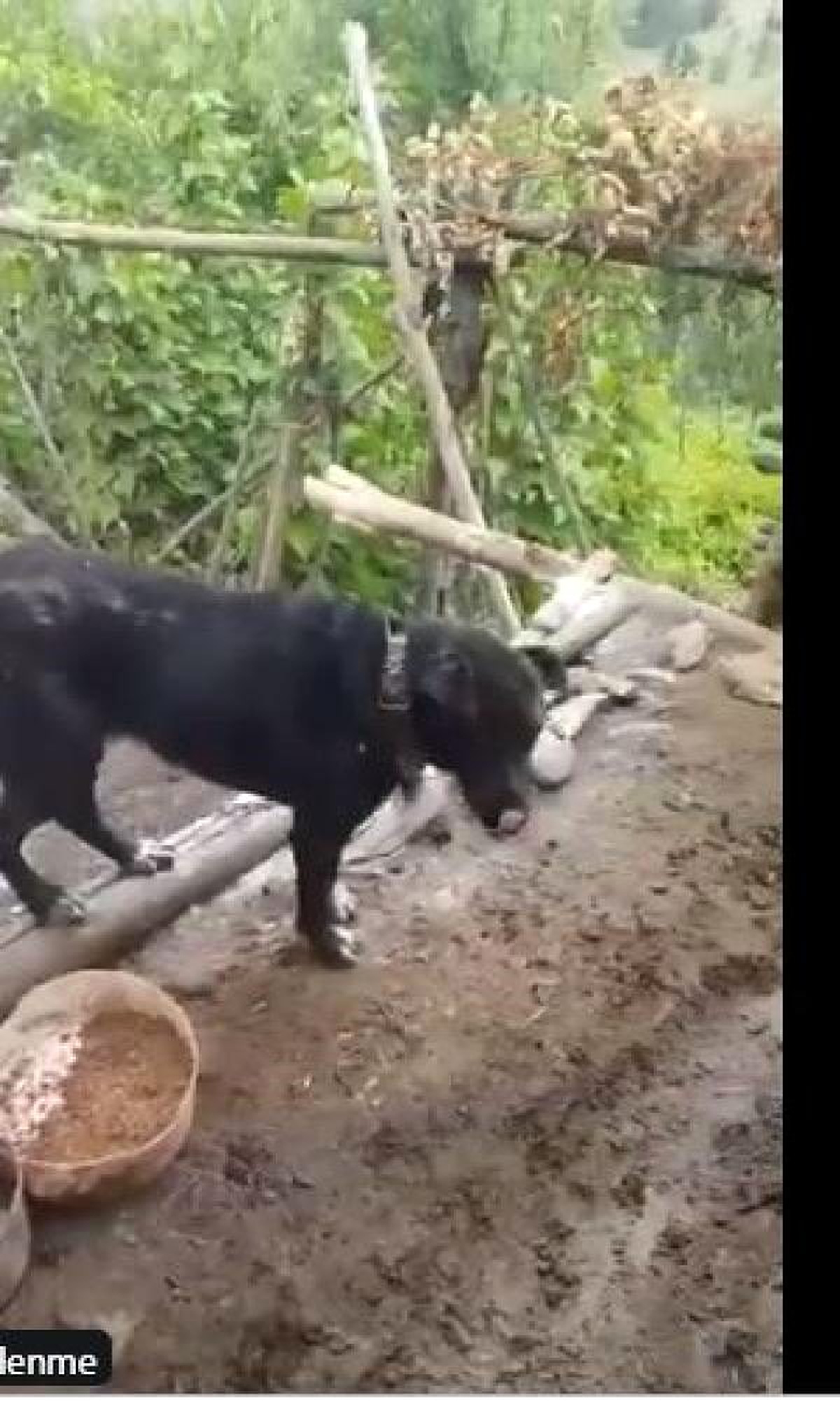 Boğuşan köpekleri kürekle ayırmaya soruşturma (2)