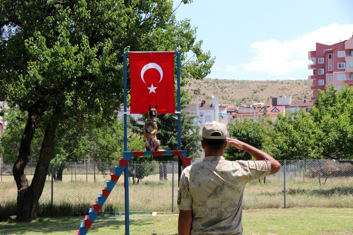 Bu köpekler Mehmetçiğin en büyük yardımcısı