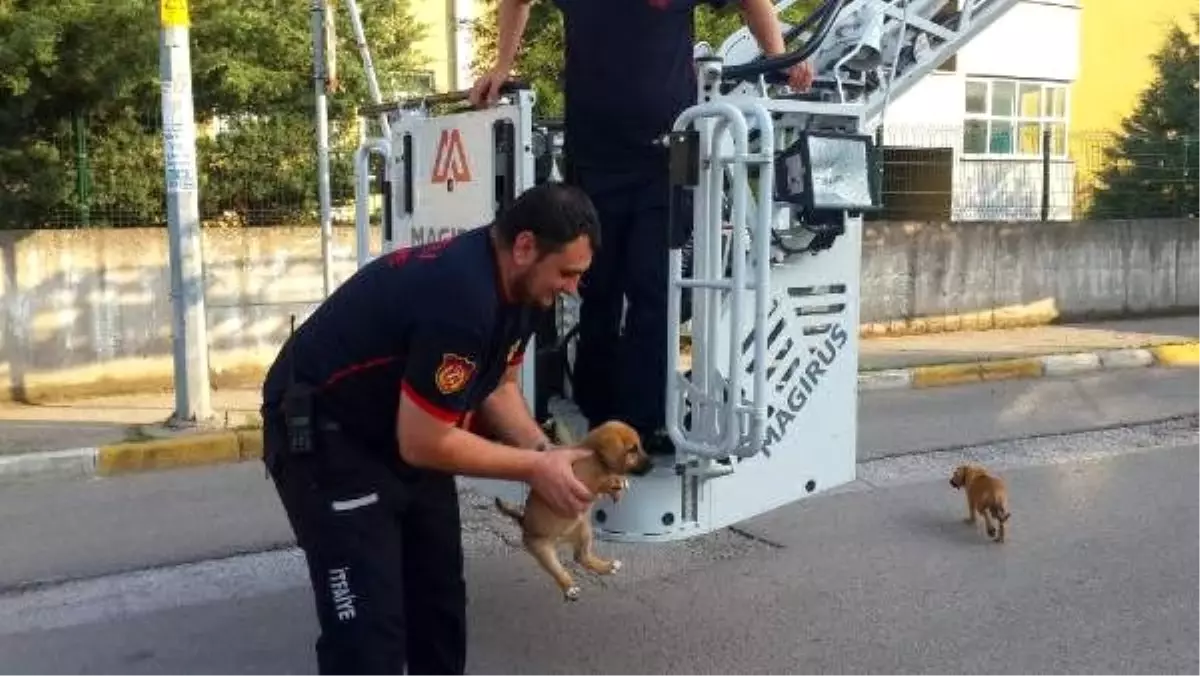 Çatıya çıkan yavru köpekler kurtarıldı