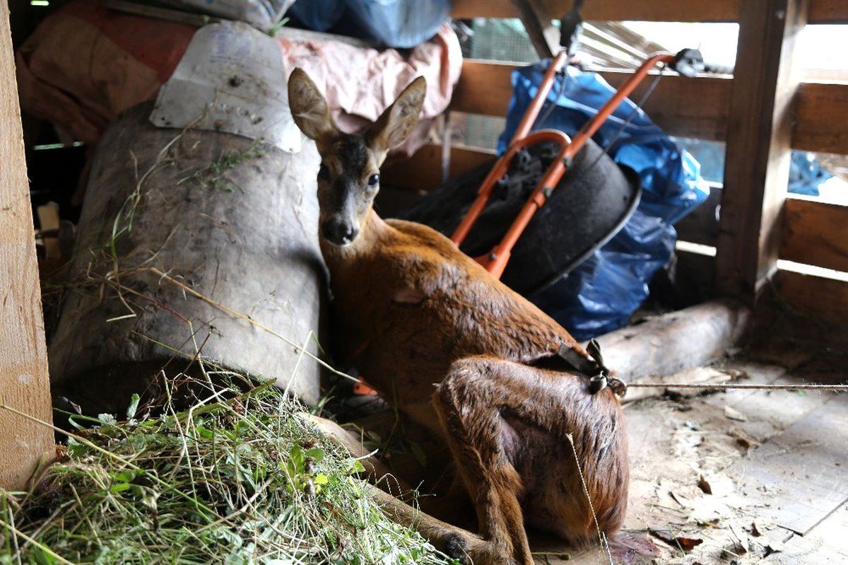 Köpeklerin saldırısına uğrayan karaca tedavi altına alındı