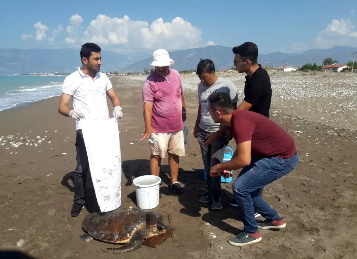 Kumluca sahilinde yaralı caretta caretta bulundu