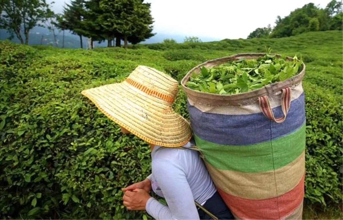 Organik yaş çay taban fiyatı belli oldu