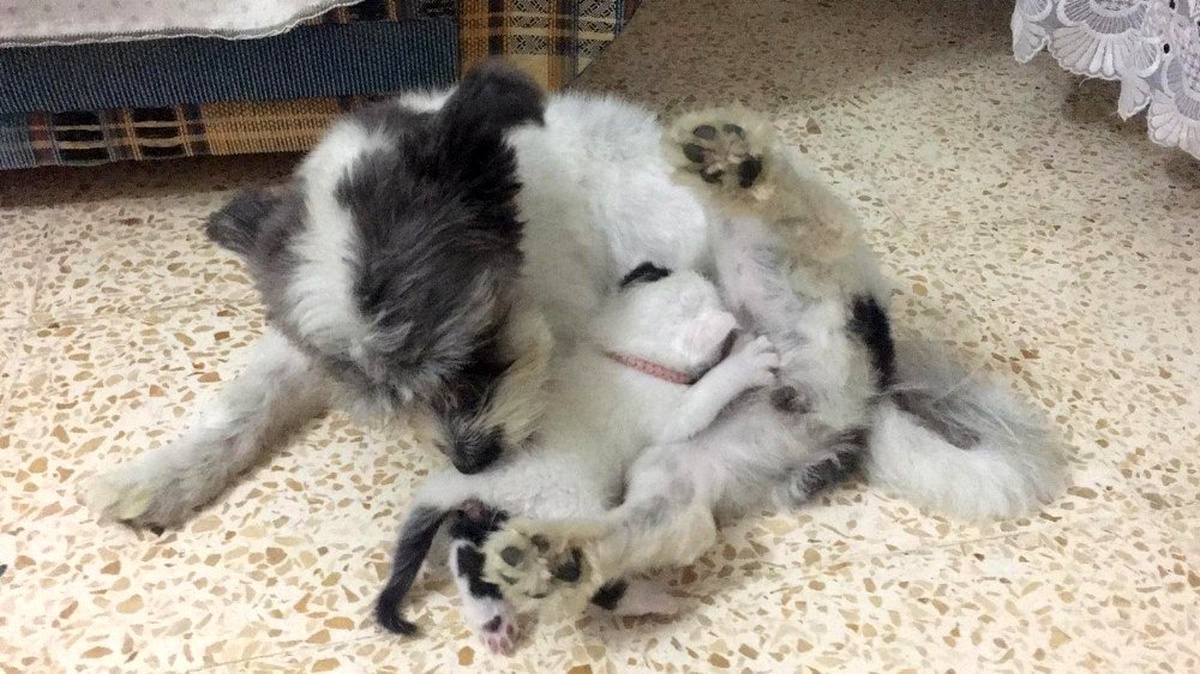 (Özel) Annesiz kalan yavru kediye köpek annelik yapıyor