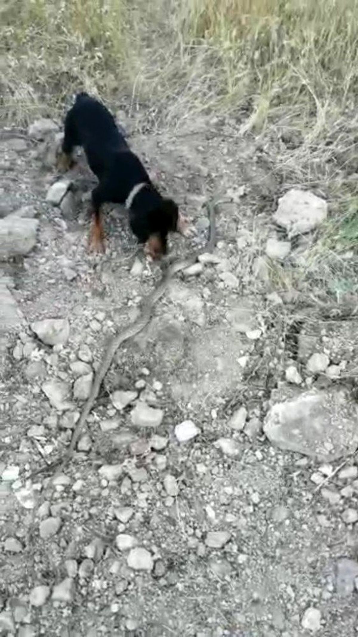 Sevimli köpek ölü yılandan hem korktu hem oynadı