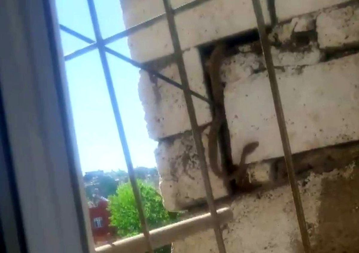 Siirt\'te duvara gizlenmiş 2 metrelik yılan korkuttu