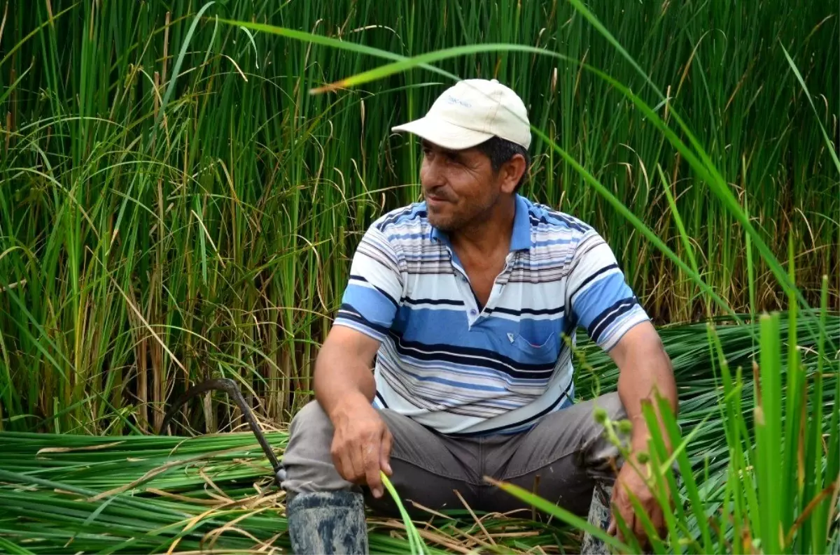 Sultan Sazlığı\'nda kındıra kesimi başladı