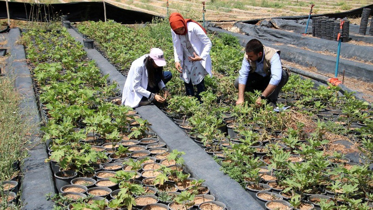 Büyükşehir kendi fidanını üretiyor