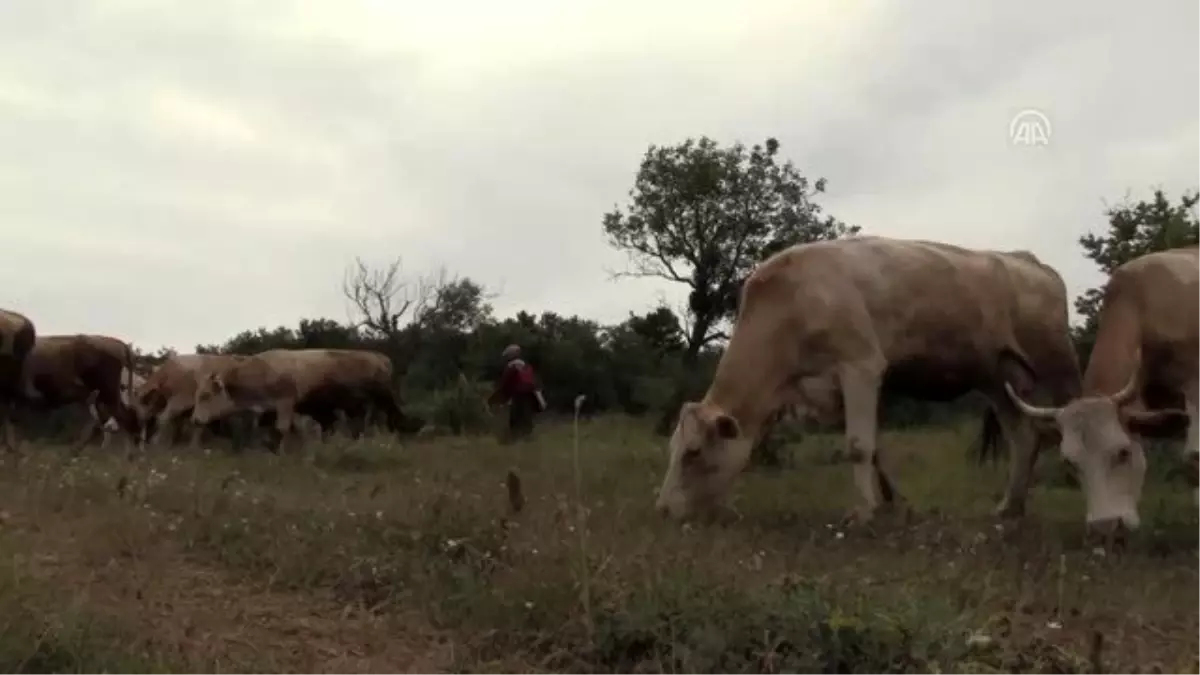 Hayvan otlatırken hayalinin peşinde ders çalışıyor