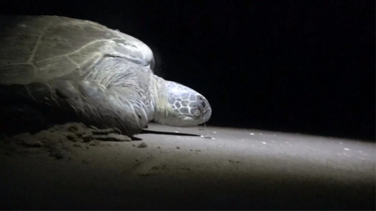 (Özel haber) Deniz kaplumbağasının duygulandıran gayreti kamerada