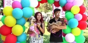 Pati Festivali'nde köpekler sokak hayvanları için yarıştı