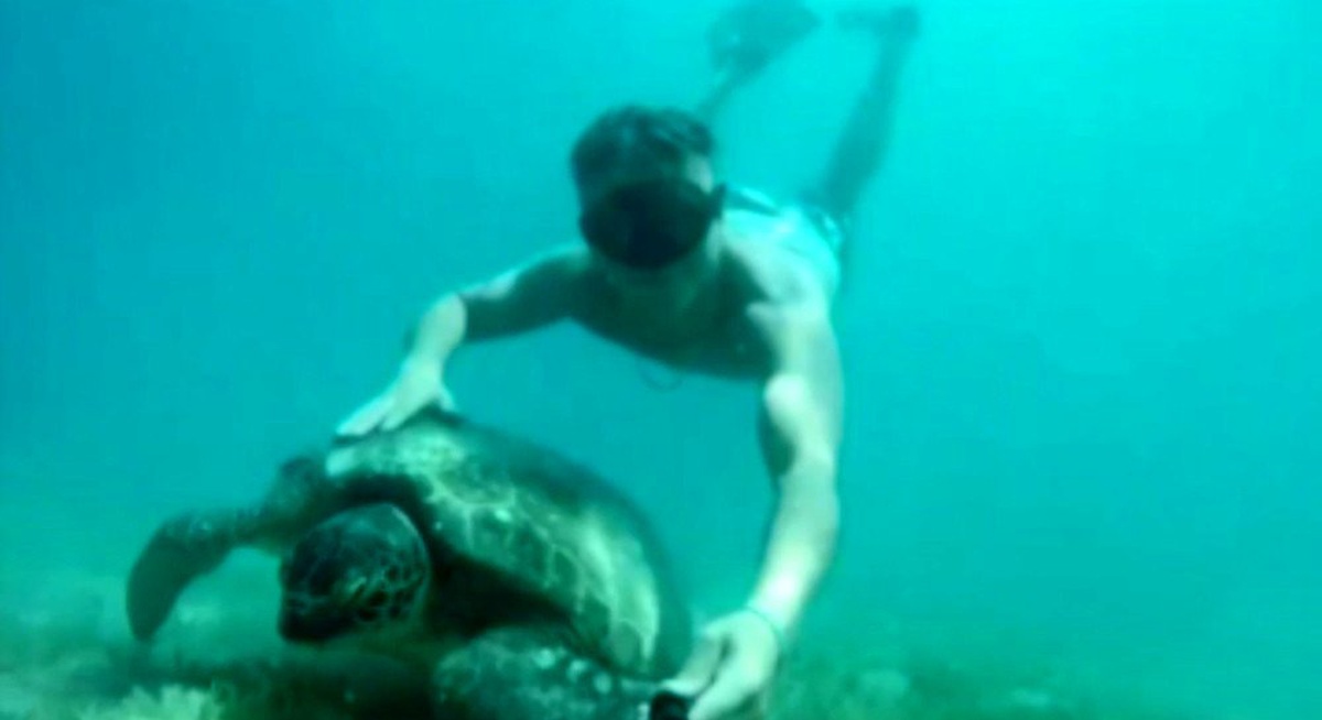 Tatilcilere fok ve caretta caretta sürprizi