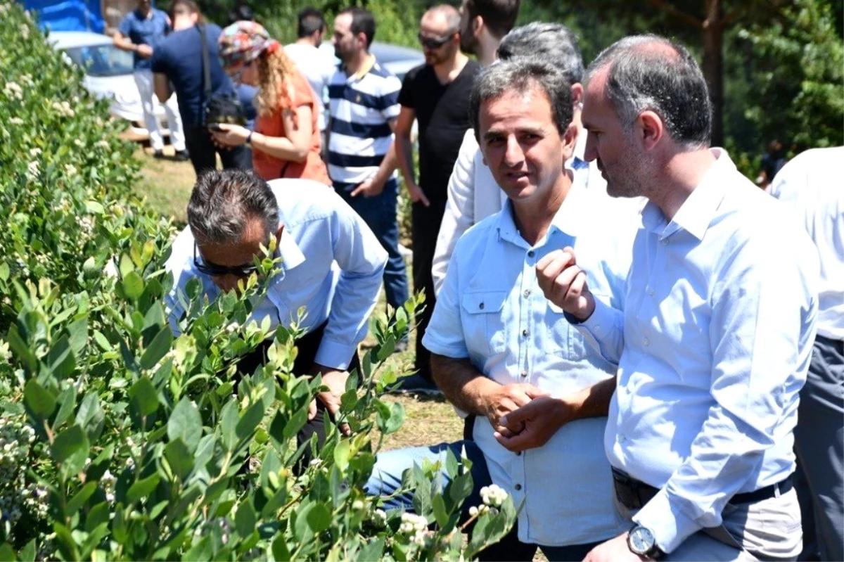 Türkiye\'nin en büyük yaban mersini bahçesinde hasat başladı