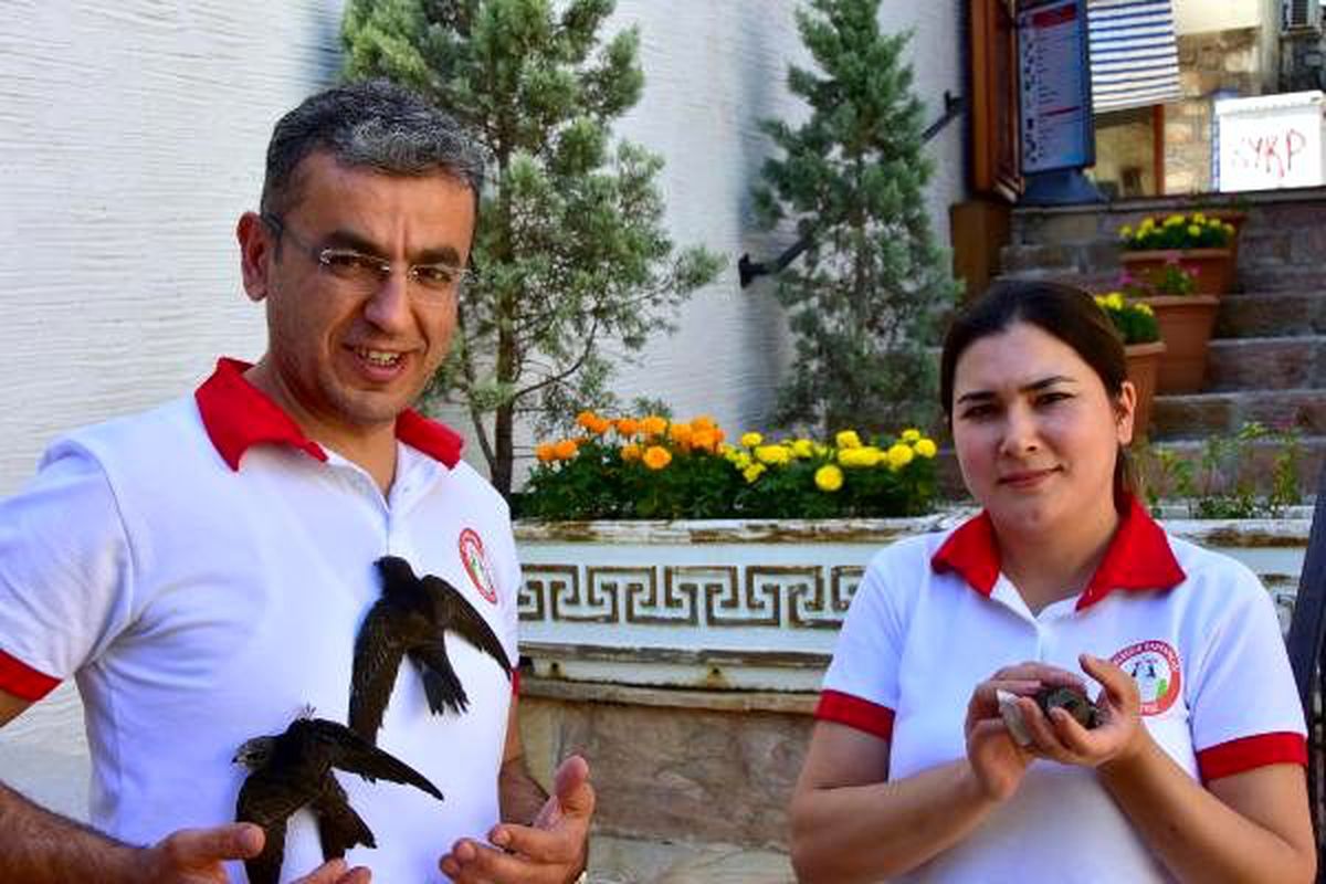 Yavru ebabillerin bakımını yapıp, kıymayla beslediler