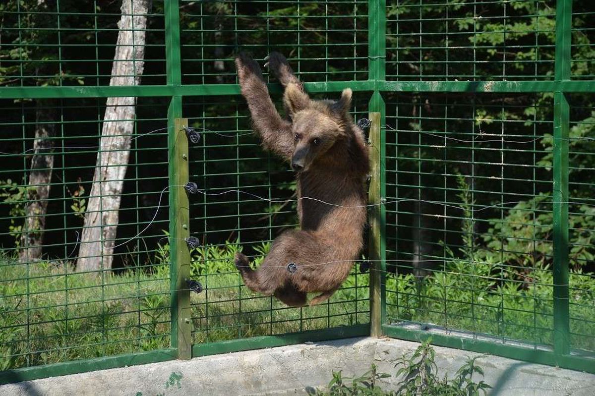 Araç çarpması sonucu yaralanan "Aykız" Kastamonu\'ya gönderildi