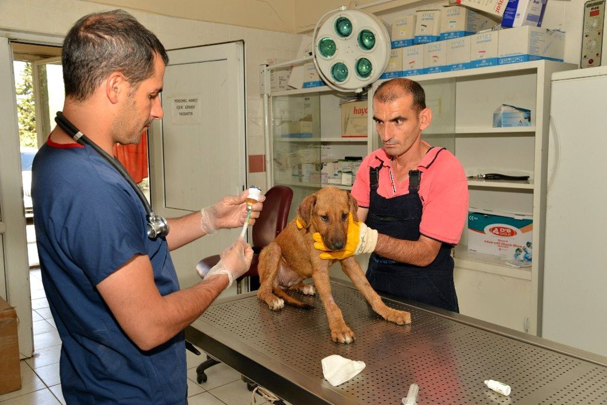 Diyarbakır\'da 979 sokak hayvanın bakım ve tedavileri yapıldı