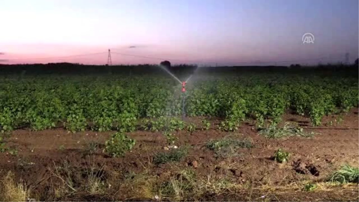 Gece sulamasıyla suda tasarruf, üründe verim artışı sağlandı