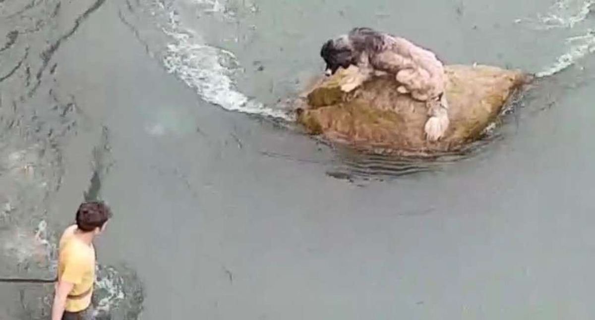 Harşit Çayı içindeki kayada mahsur kalan köpeği vatandaşlar böyle kurtardı