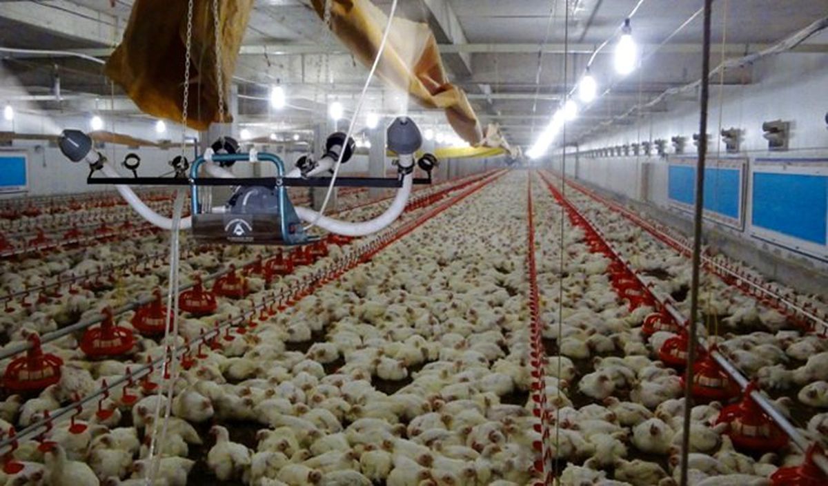 İflasın eşiğine gelen kanatlı sektörü devletten acil destek bekliyor